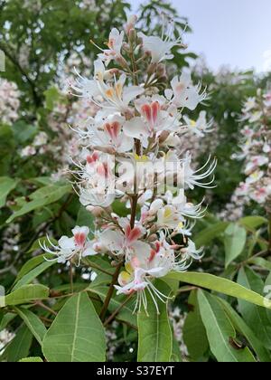 Fiori di castagno di cavallo, Bushy Park, Surrey, Inghilterra. Foto Stock