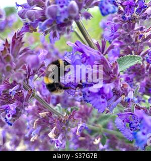 Ape su lavanda Foto Stock