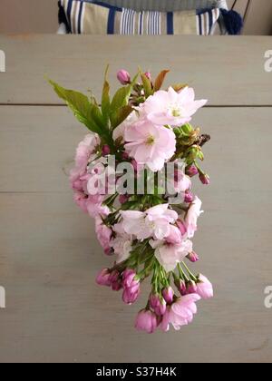 Fiore di prugna in un piccolo vaso su un tavolo di legno Foto Stock