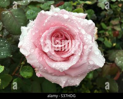 Pioggia su una rosa rosa, in un giardino di Cornovaglia Regno Unito Foto Stock