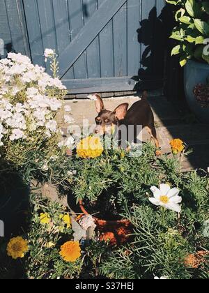 Cane odore fiori al sole. Pinscher in miniatura al cioccolato. Foto Stock