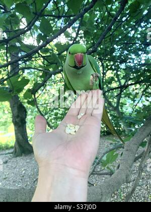 Il parco è un parco che alimenta il verde con le mani Foto Stock