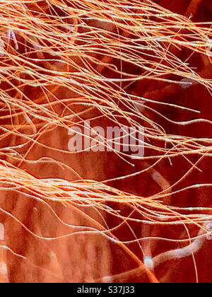 Ciocche di capelli di cane, colore rosso marrone Foto Stock