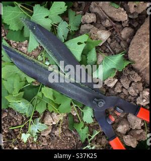 Topping-off grapevines in the vineyard using hedge trimmers , Catalonia, Spain. Stock Photo