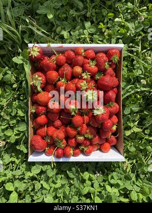 Scatola centrata di fragole appena raccolte in un campo Foto Stock