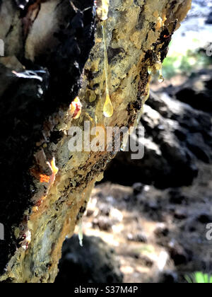 Resina di pino che gocciola dal tronco dell'albero in una foresta sulle isole Canarie di Tenerife Spagna Foto Stock