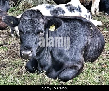 Black Cow che si posa in un campo Foto Stock