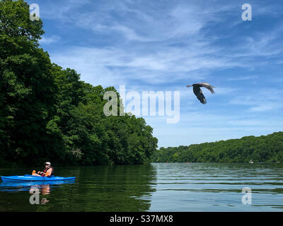 DUBUQUE, IOWA, 26 giugno 2020--Foto di paesaggio di grande airone blu prendendo il volo sopra l'uomo in kayak blu sul lago bello il giorno d'estate. Foto Stock