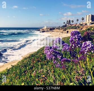 Fiori viola che crescono su una scogliera su una spiaggia di sabbia. Foto Stock