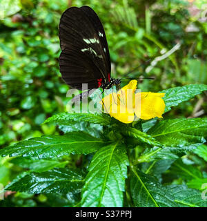 Farfalla nera su fiore giallo tra il verde Foto Stock