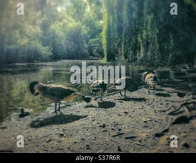 Anatre e piccioni di oche nel lago del Parco di Peckham Rye. Foto Stock