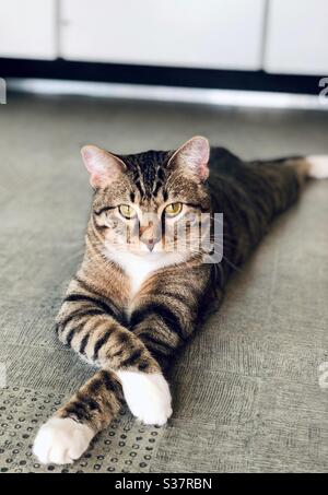 Gatto tabby a righe grigio e bianco Foto Stock