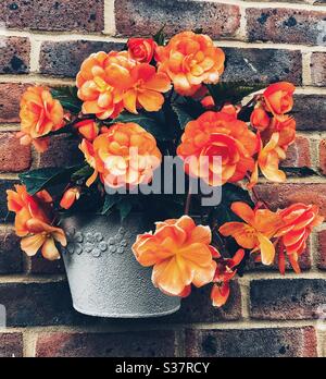 Coda Orange Begonia in un muro Pot Foto Stock
