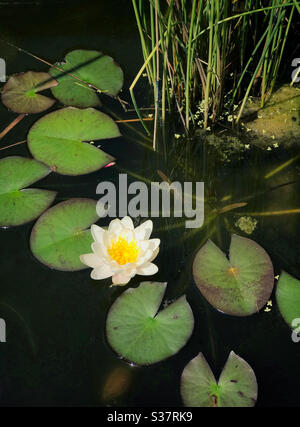 Un bel giglio d'acqua in un laghetto giardino Foto Stock