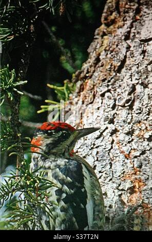 Uccelli nordamericani, Sapsuker con nappine rosse, Sphyrapicus nucalis, Uccelli del Nord America, boschi, foreste, fauna selvatica, uccello, picchio, Foto Stock