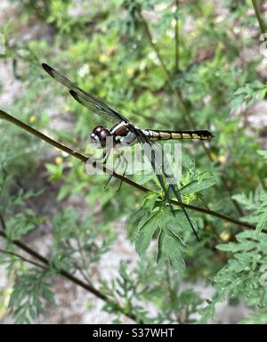 Doppia ala libellula su piante forestali Foto Stock