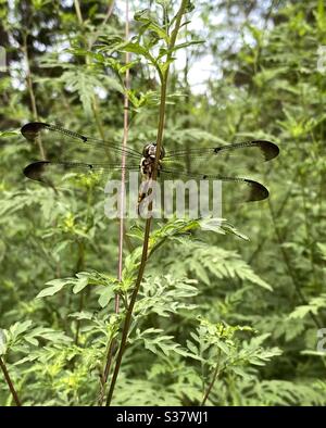 Doppia ala libellula su una pianta forestale Foto Stock