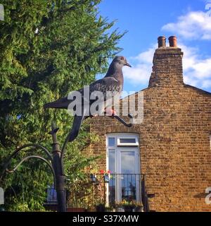 Piccione di Feral in un giardino sul retro a Londra Foto Stock