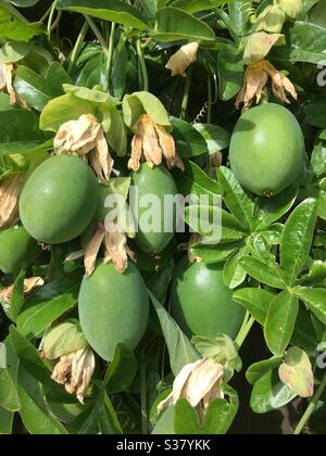 Frutta di Passione verde immatura su pianta Foto Stock