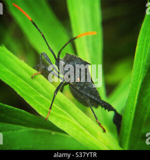 Leaf-footed bug Foto Stock