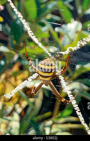 Primo piano di St Andrew’s Cross Spider nel suo web decorativo. X indica il punto Foto Stock