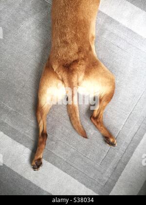 Guardando dall'alto sulle gambe posteriori allungate di un cane che fa uno sploot con la coda tra le sue gambe Foto Stock