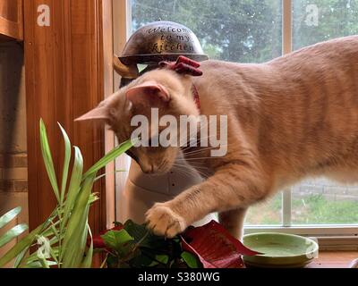 Giocoso gatto battendo foglie da un davanzale Foto Stock