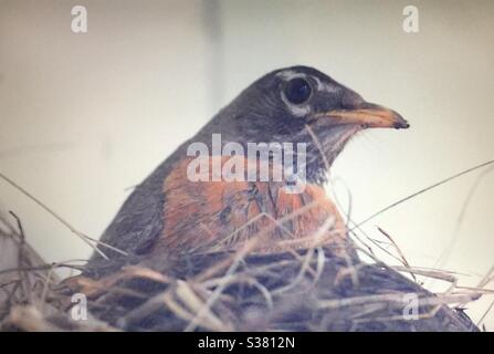 Donna americana robin. Nidificazione, broccatura, schiusa, seduta sul nido Foto Stock