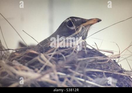 Donna americana robin. Nidificazione, broccatura, schiusa, seduta sul nido Foto Stock