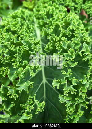 Fresco kale ricci in un giardino. Foto Stock
