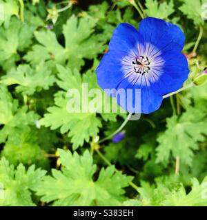 Geranio ibrido 'Rozanne' i fiore in estate in un giardino in Inghilterra Regno Unito Foto Stock