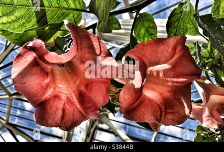 Angels Tromba Flower (Brugmansia) al Kew Botanical Gardens. Origine Sud America, relativo al pomodoro comune Foto Stock