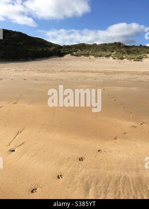 Paw stampa nella sabbia su una grande spiaggia di sabbia Foto Stock