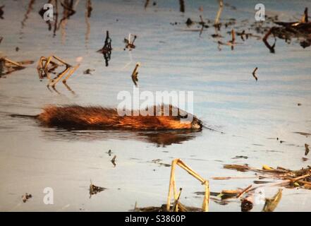 Muskrat, fauna selvatica, nuoto, roditore, riflessione, occupato, stagno, acqua Foto Stock