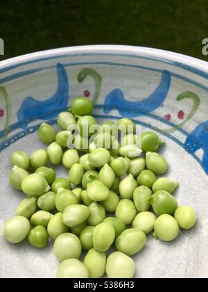 Piselli irlandesi appena prelevati dal baccello in una ciotola in ceramica dipinta a mano Foto Stock