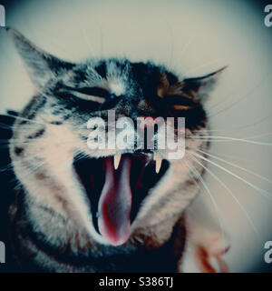Ridendo tabby cat Foto Stock