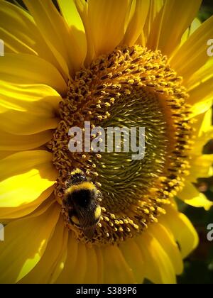 Bumblebee che raccoglie nettare da un girasole Foto Stock