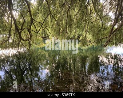 Delaper, Northants UK - 20 luglio 2020: L'albero di Willow si riflette nel lago all'abbazia di Delaper. Foto Stock