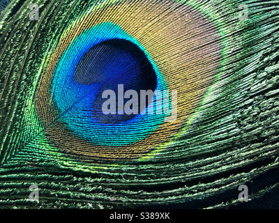 Primo piano di una singola piuma di pavone su sfondo nero Foto Stock