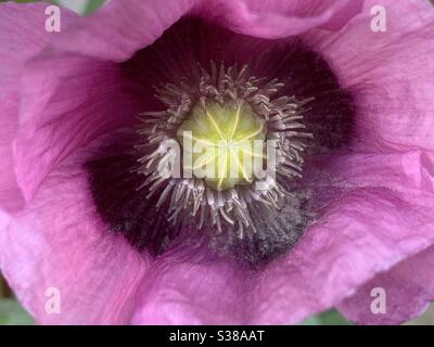 Un bel papavero malva. Foto Stock