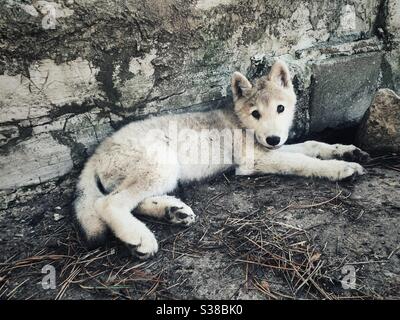 Cucciolo di Lupo artico che si posa a terra guardando la macchina fotografica Foto Stock