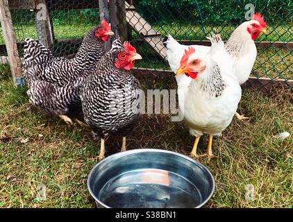 Quattro polli da cortile con una ciotola fresca di acqua nella loro gabbia guardando la macchina fotografica Foto Stock