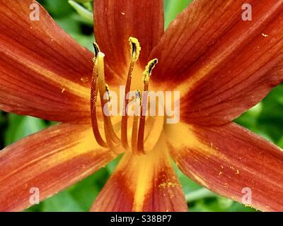 Primo piano di arancio giorno giglio fiore Foto Stock