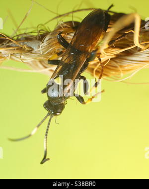 Macro fotografia - Beetle Wasp Foto Stock