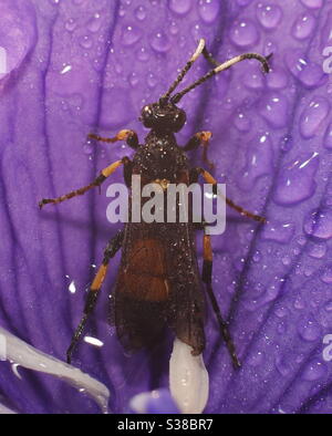 Macro Fotografia - Beetle wasp Foto Stock