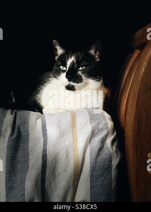 Un gatto bianco e nero si trova all'estremità di un letto di legno Foto Stock