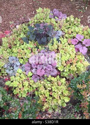 Letto misto di Coral Bells (Heuchera) in verde, viola e argento. Fogliame variabile Foto Stock