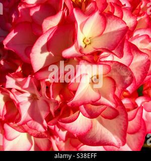 Primo piano di un fiore rosa e rosso di un idrangea in estate Foto Stock