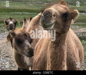 Treno a cammello. Tre apparentemente sorridenti cammelli Bactrian in Mongolia. Foto Stock