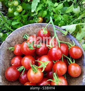 Vecchia ciotola in legno con pomodori ciliegini rossi maturi appena raccolti dal terreno di verdure da giardino. Foto Stock